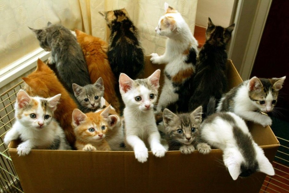 Много котят