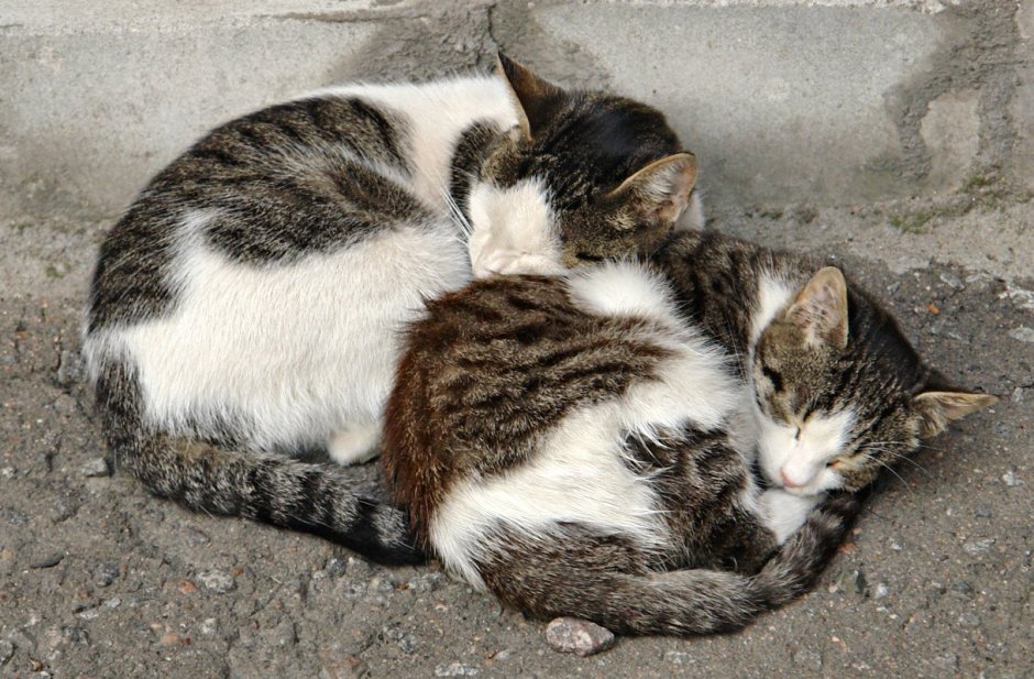 Породистый кот и беспородная кошка ласки