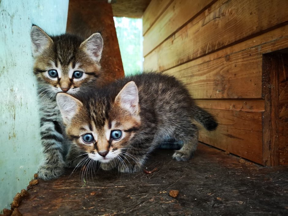 Красивые дворовые котята