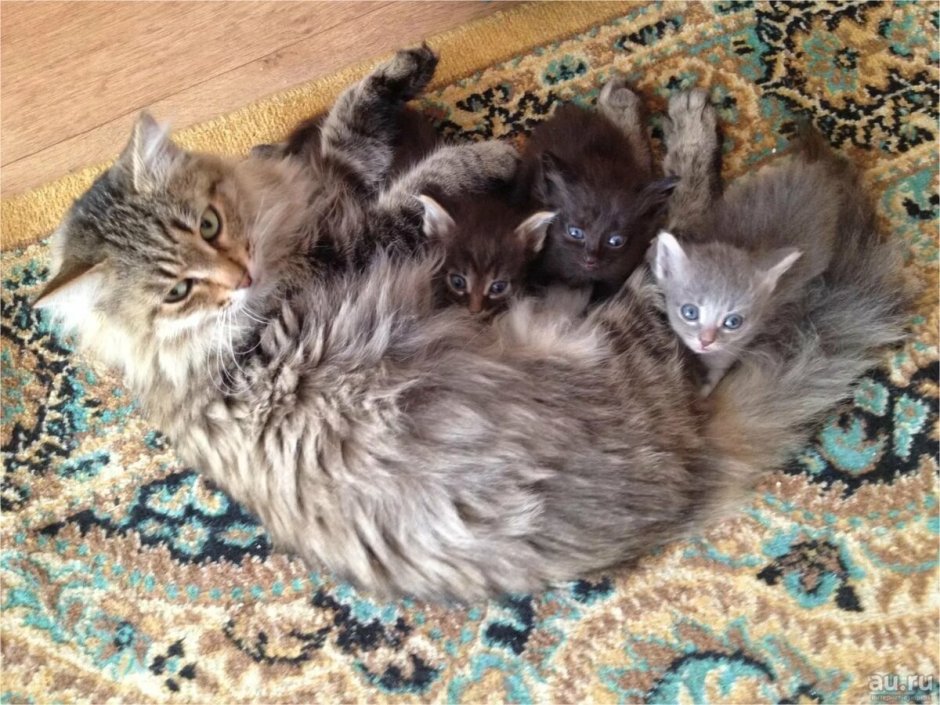 Беспородные котята с кошкой