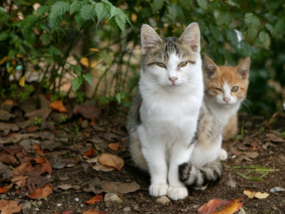 Уличная кошка с котятами