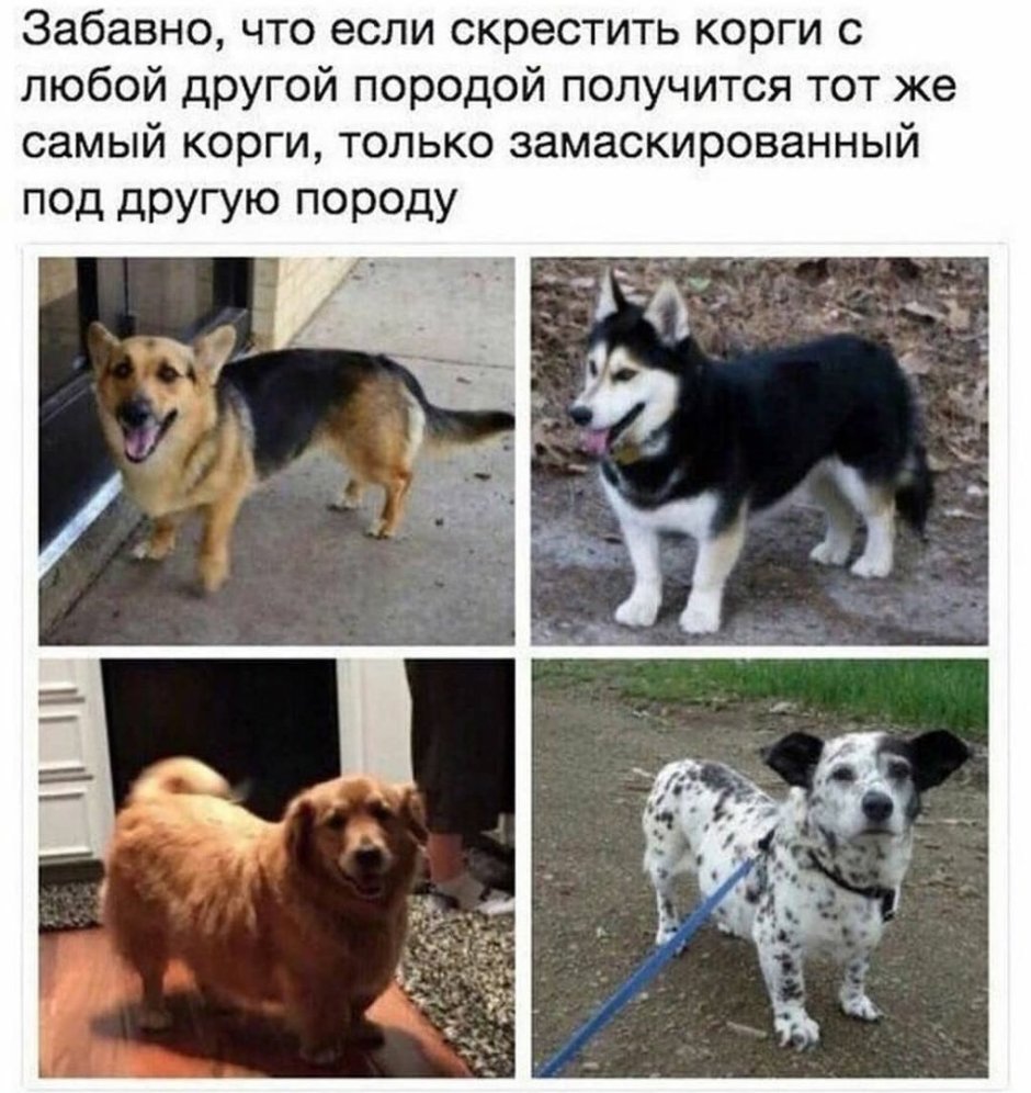 Собака с косыми глазами