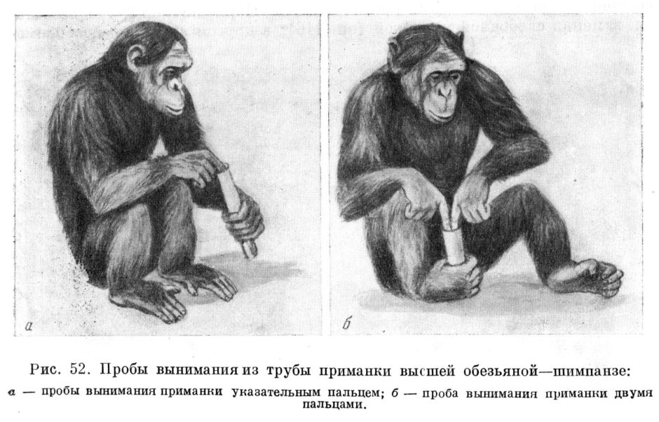 Семья хомо сапиенс