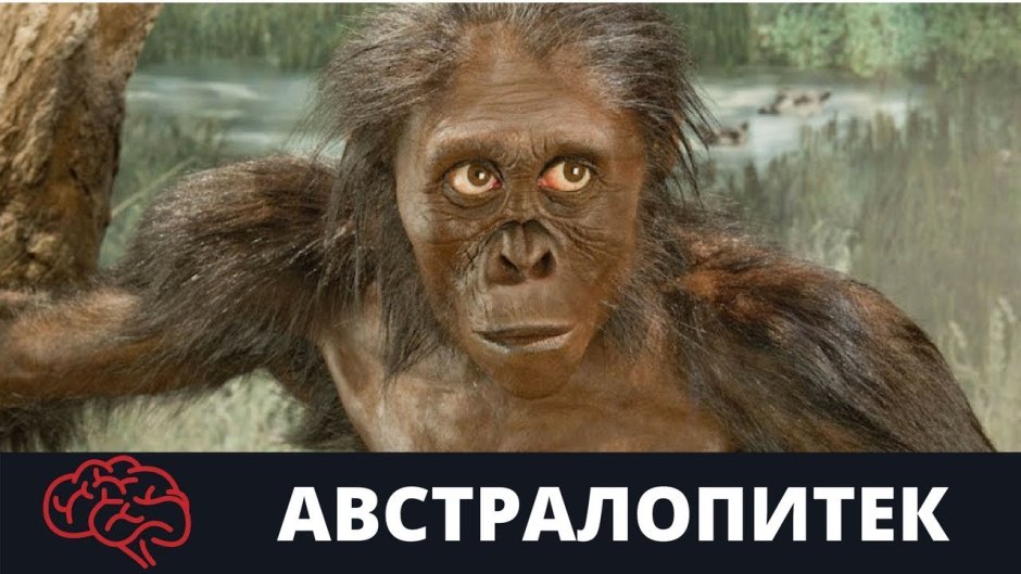 Австралопитек Люси реконструкция