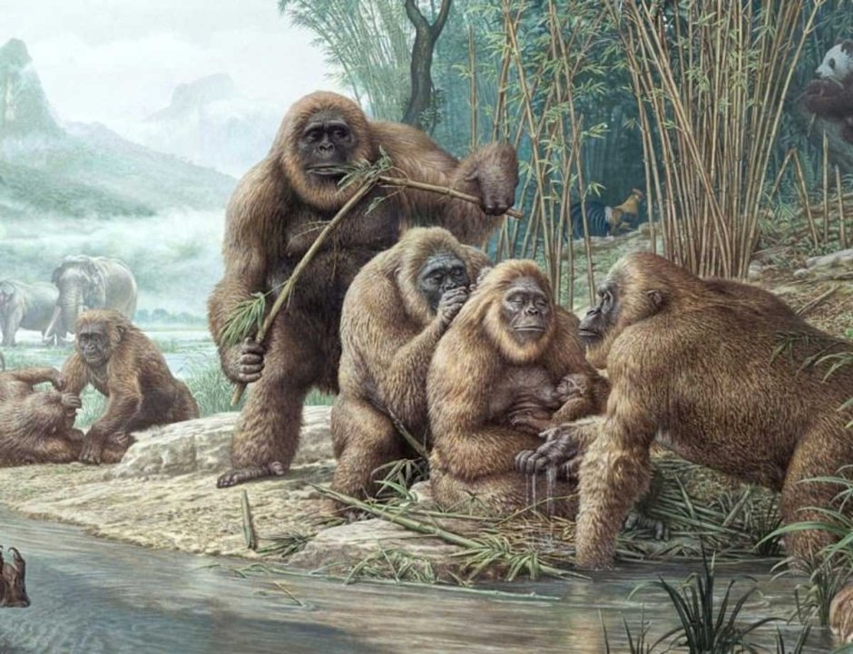 Gigantopithecus blacki