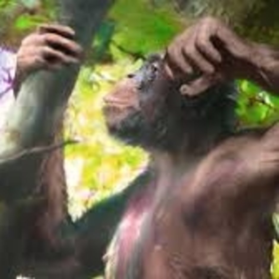 Australopithecus Afarensis (австралопитек афарский)