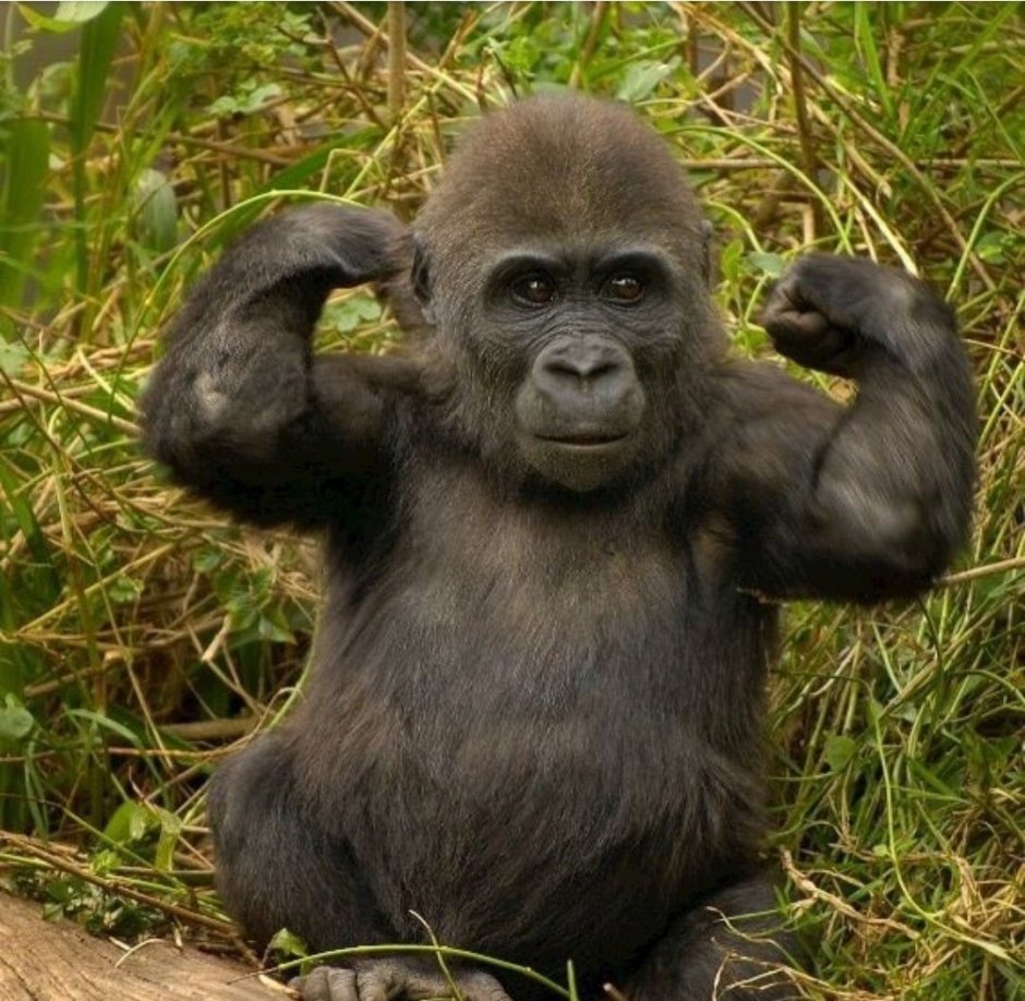 Архантропы (homo Erectus)