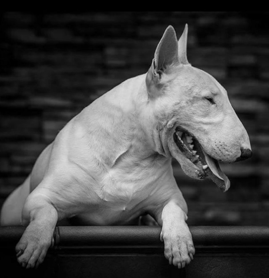 Бультерьер злой Бойцовский щенок