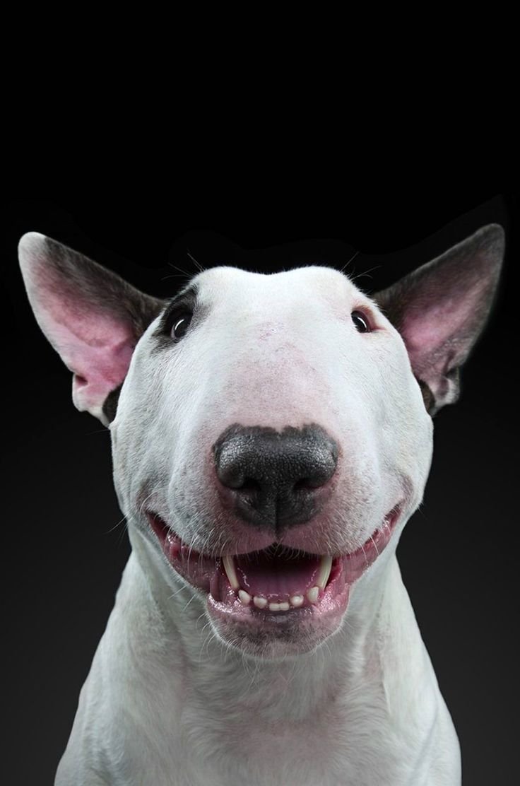 Бультерьер с белым носом