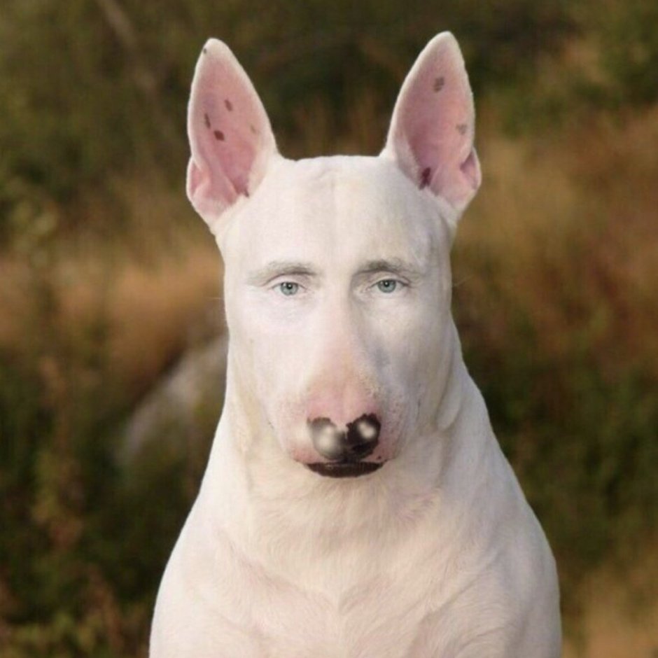 Бойцовский бультерьер