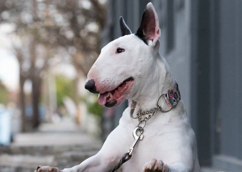 Бультерьер снап