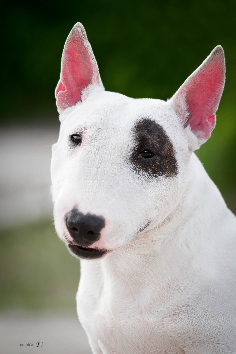 Бультерьер терьер