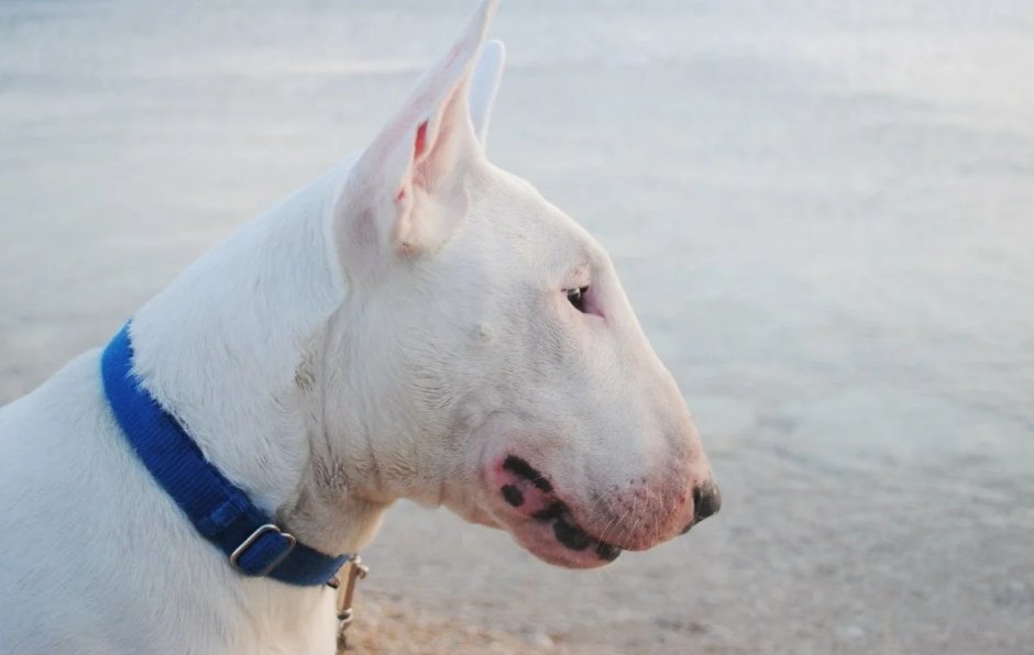 Бультерьер альбинос