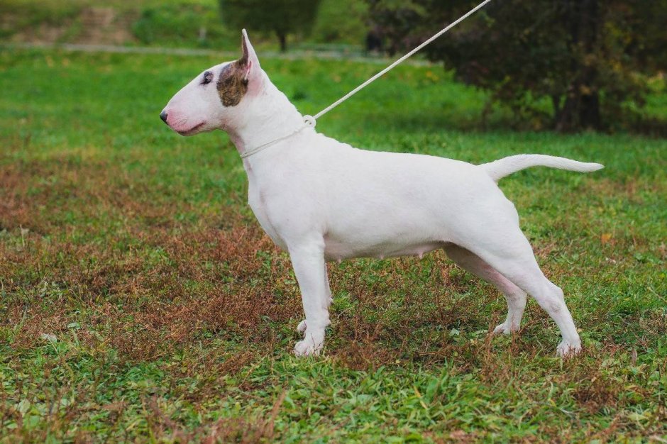 Порода бультерьер