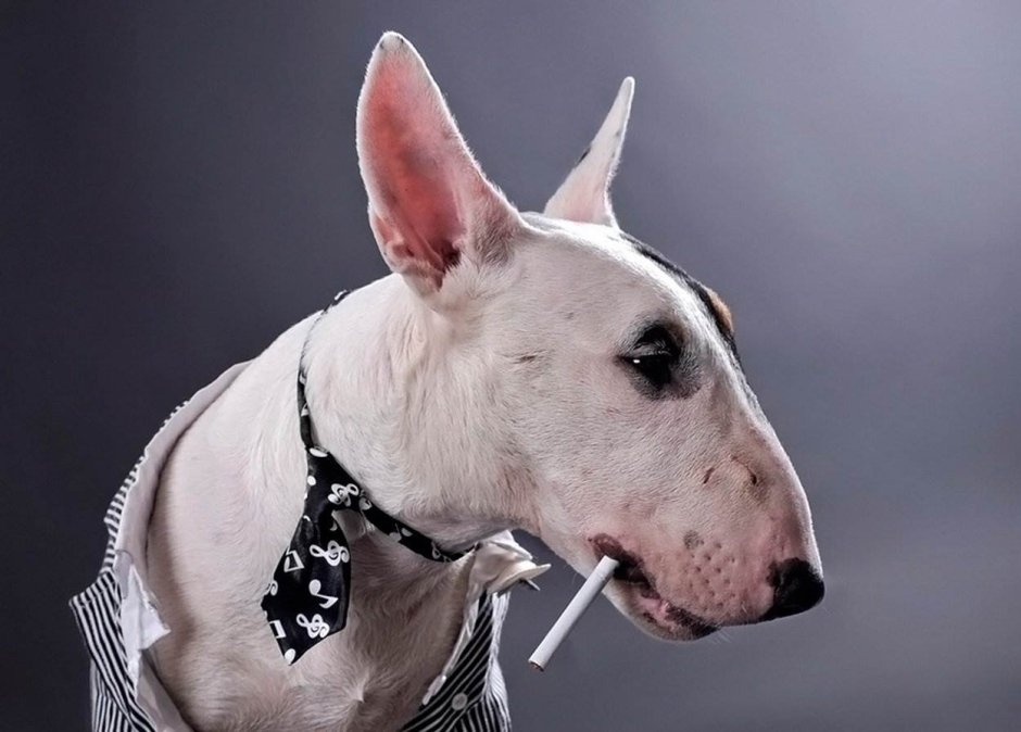 Собака бультерьер