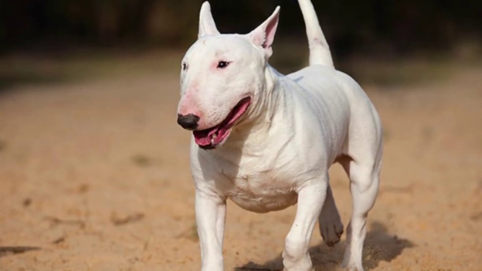 Бойцовская собака Буль