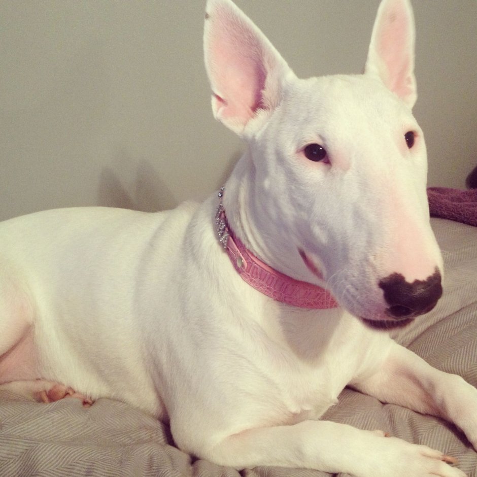 Бультерьер золотистый