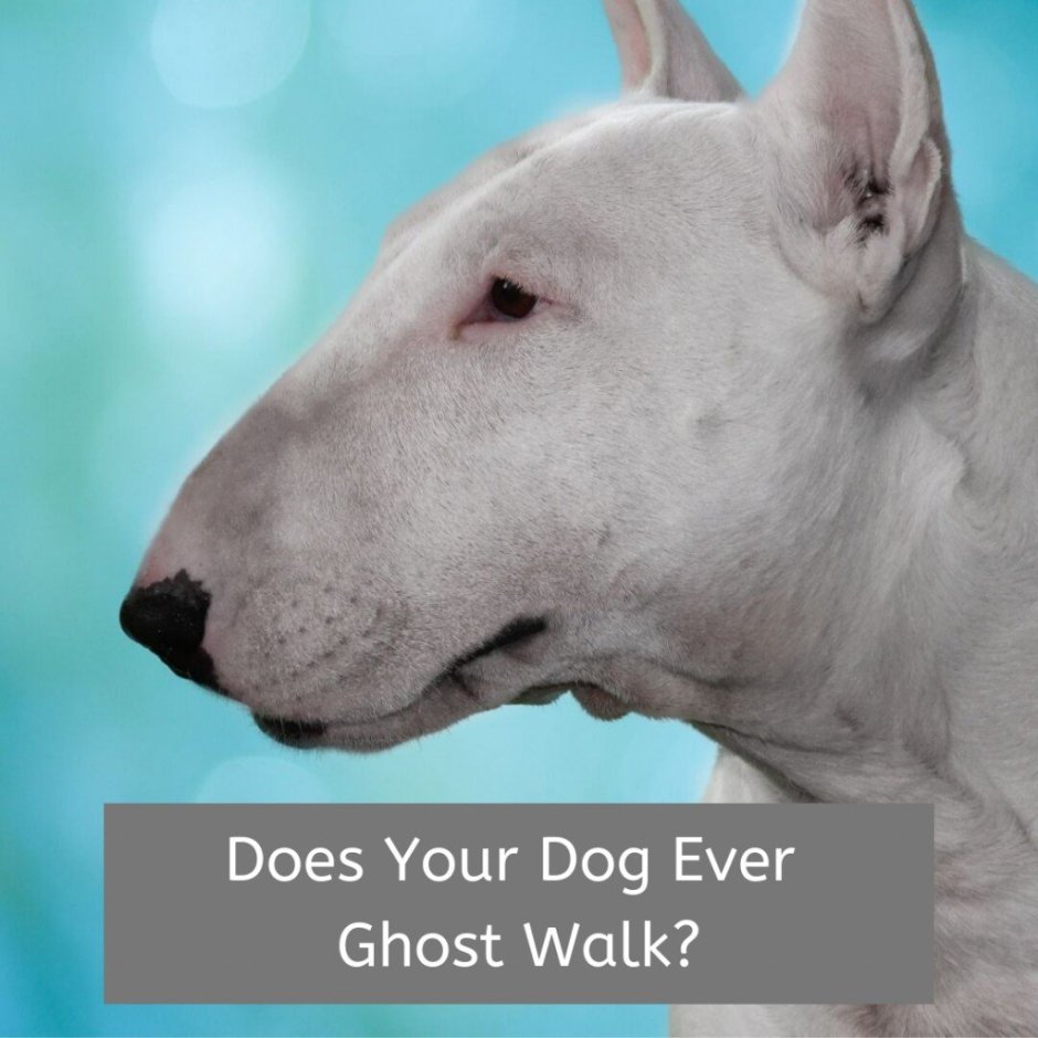 Бойцовские породы собак бультерьер