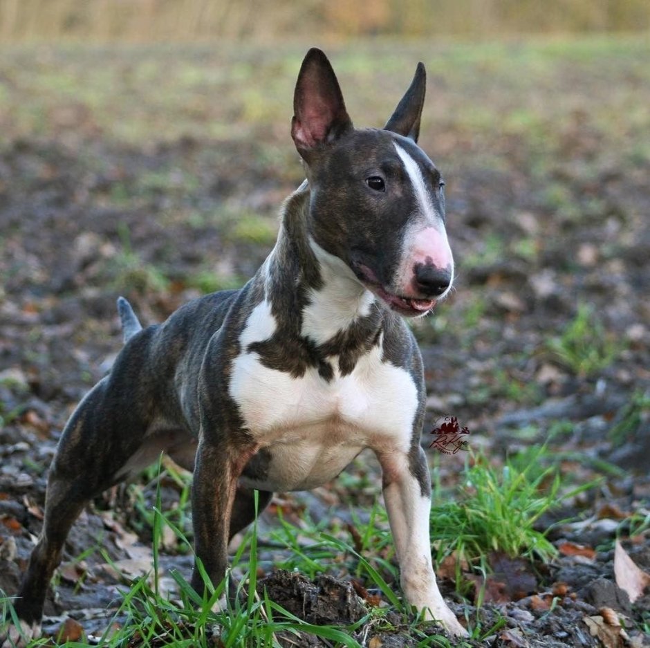 Ушастый бультерьер