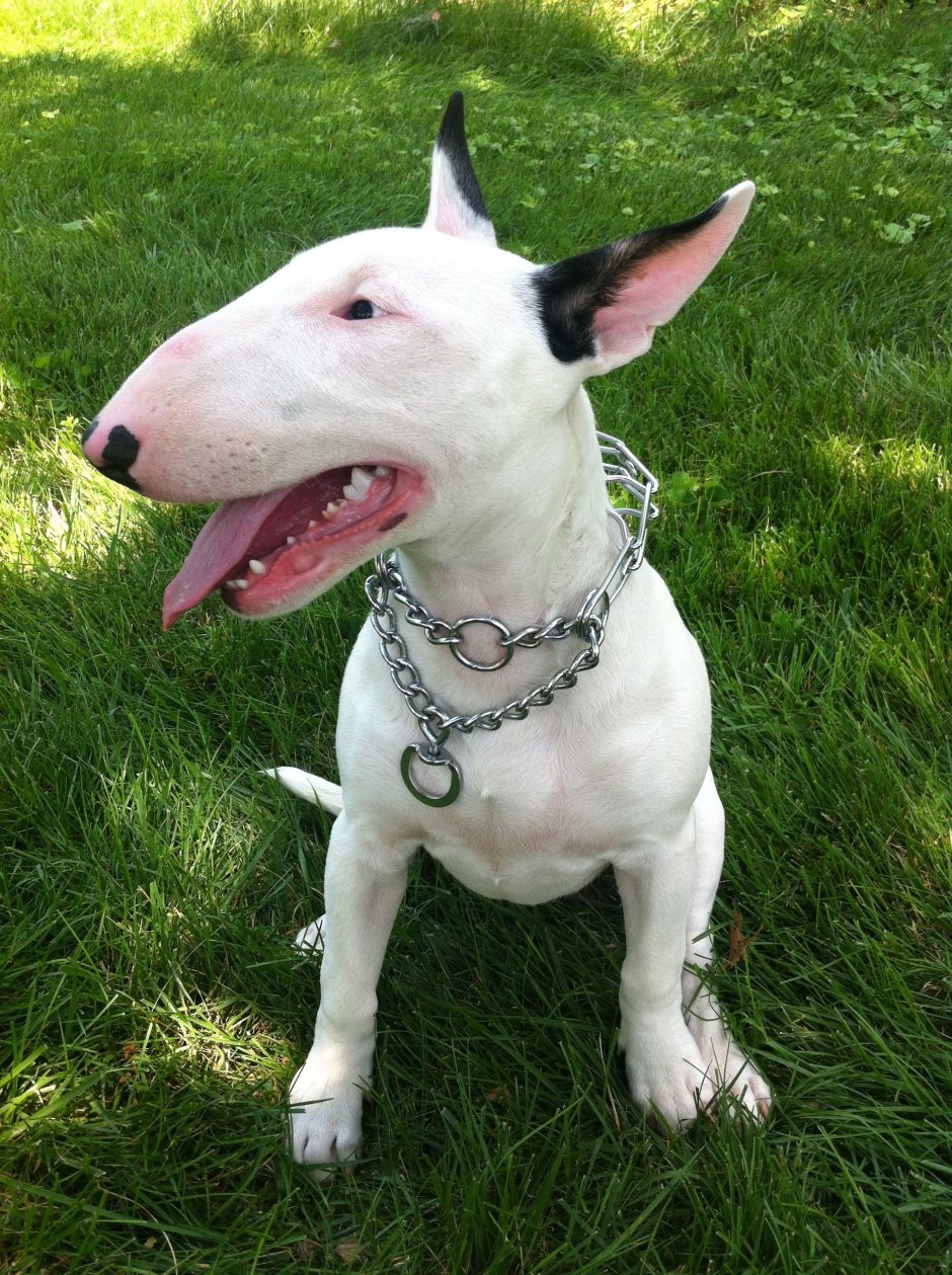 Бультерьер чистокровный