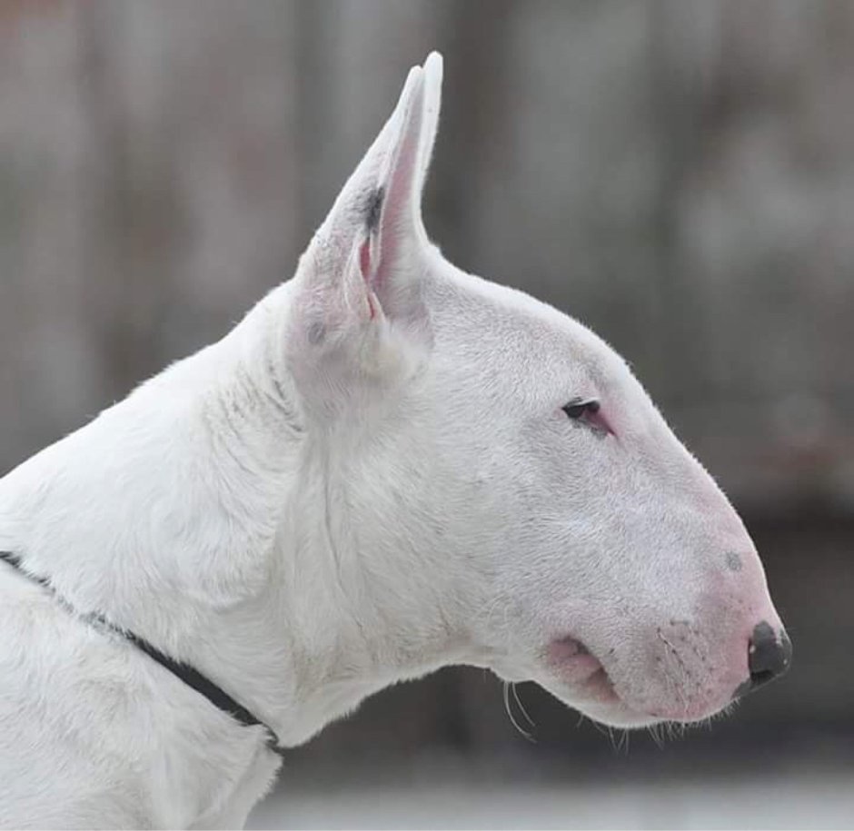 Бойцовский бультерьер