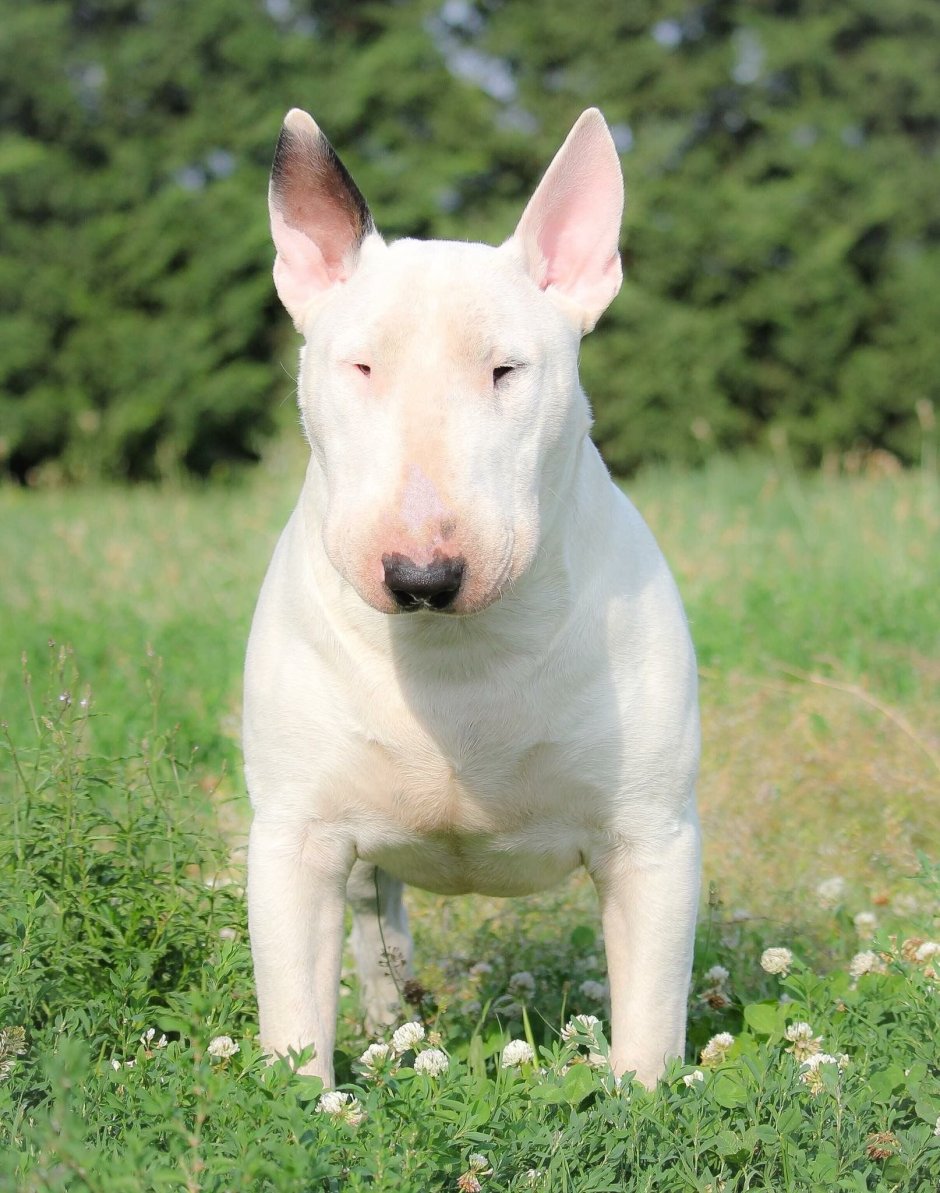 Порода бультерьер