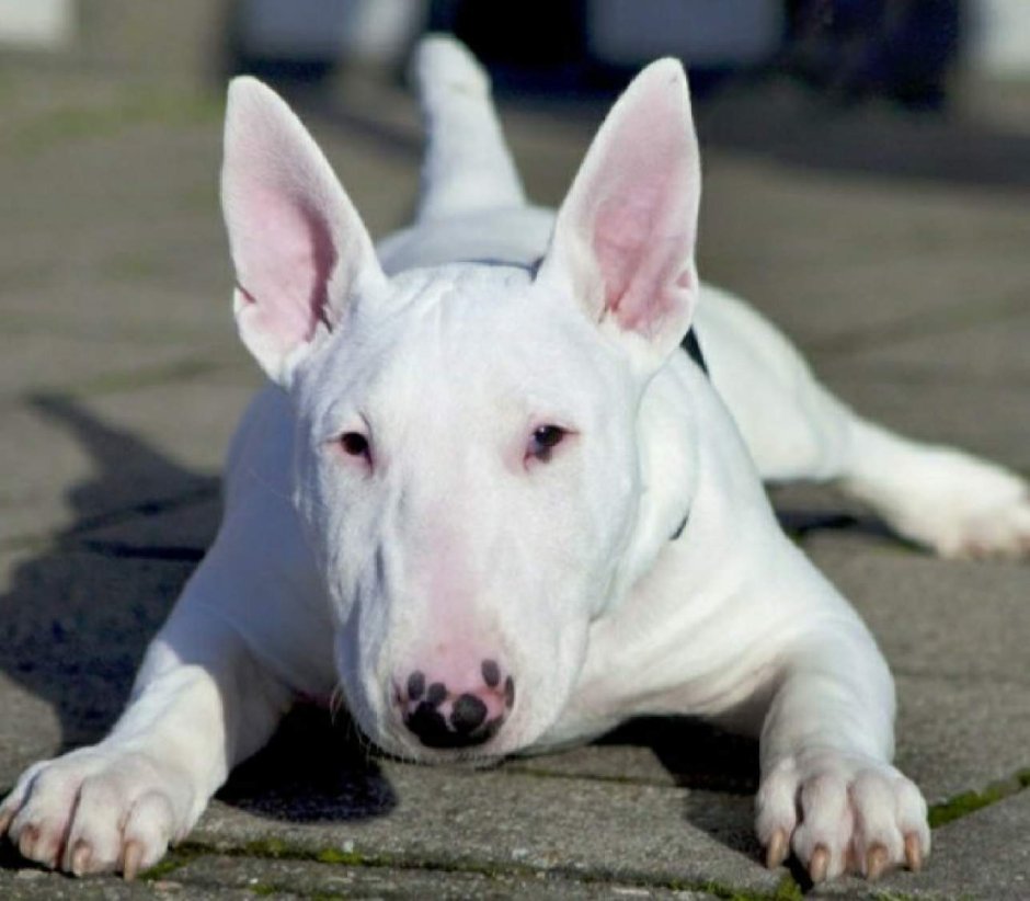 Порода бультерьер