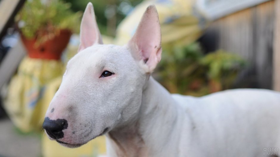 Мини бультерьер белый