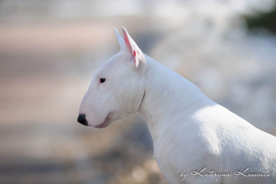 Бультерьер Аполло