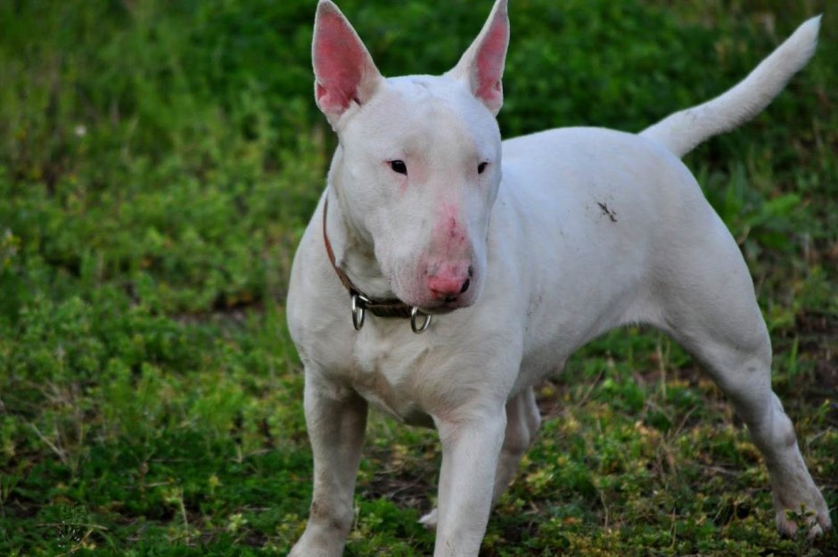Бойцовский бультерьер