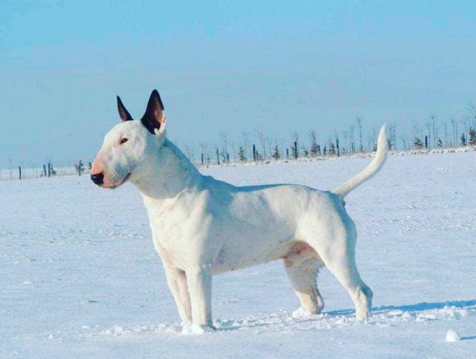 Бультерьер некупированный