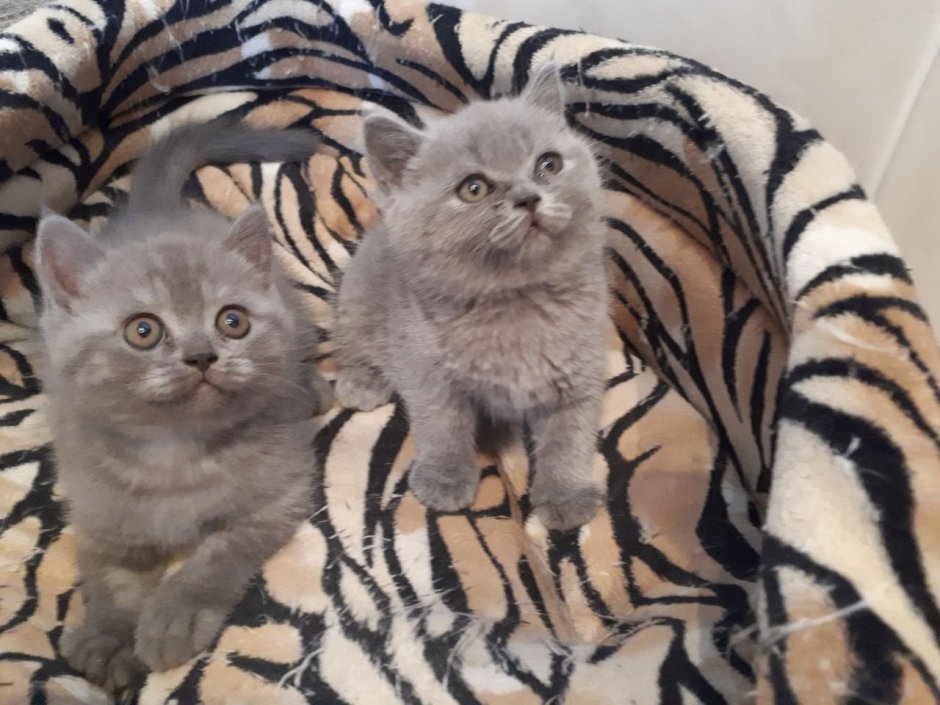 Шотландские котята помесь