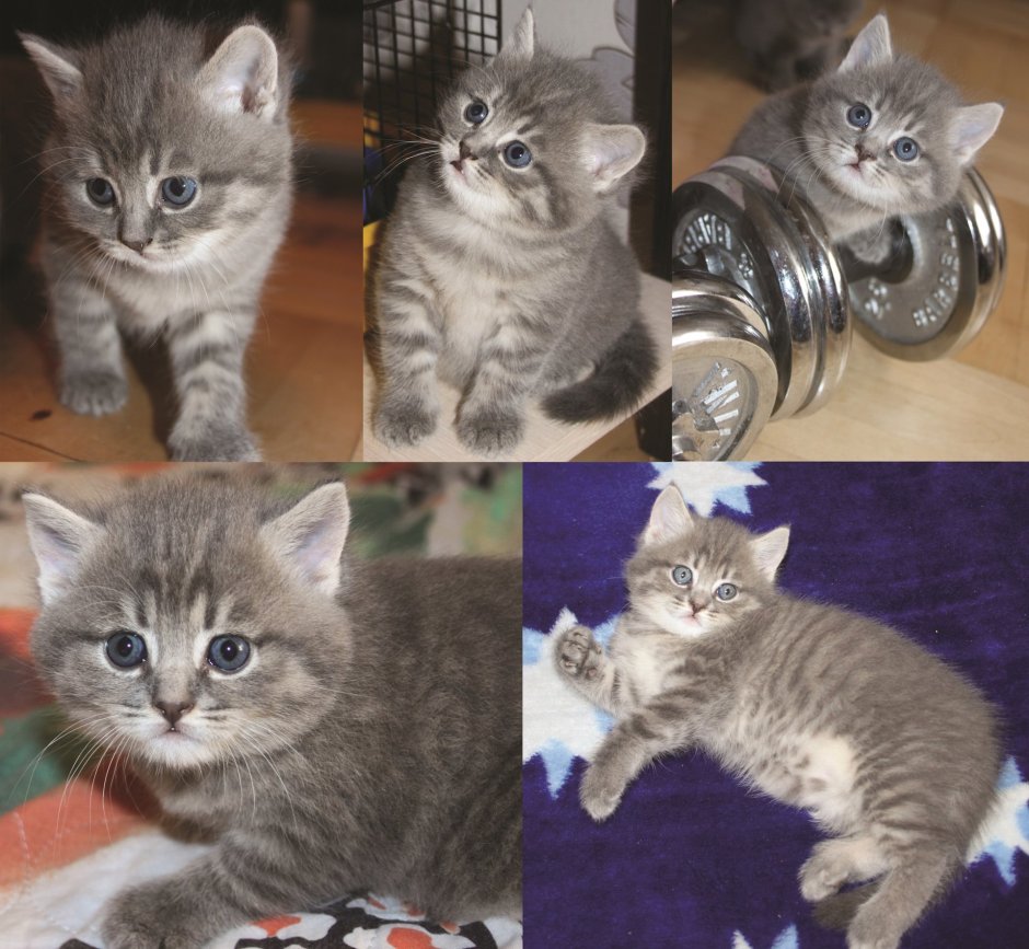 Котята британские окрас голубой табби