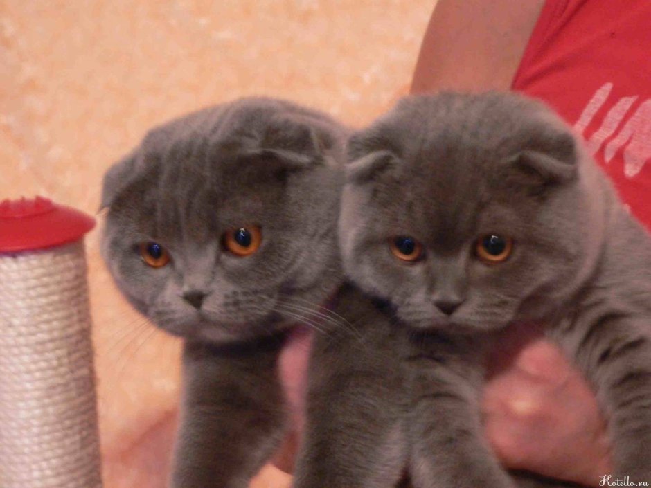 Смесь экзота и британца