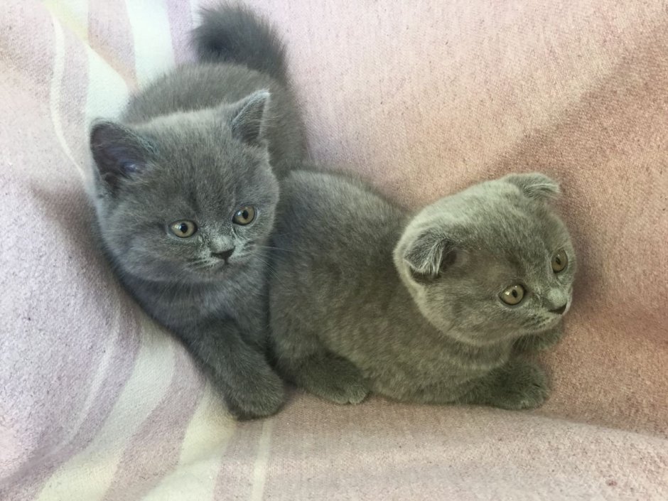 Вислоухие британские котята Полукровки