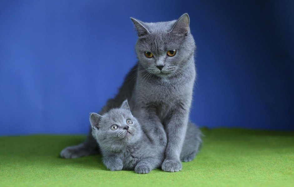 Британец кошка котенок