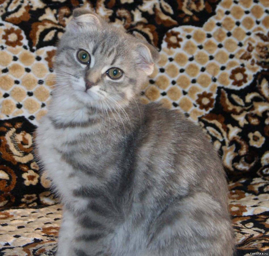 Шотландская вислоухая кошка метис