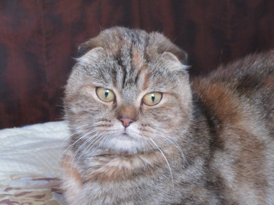 Голубой британец котенок