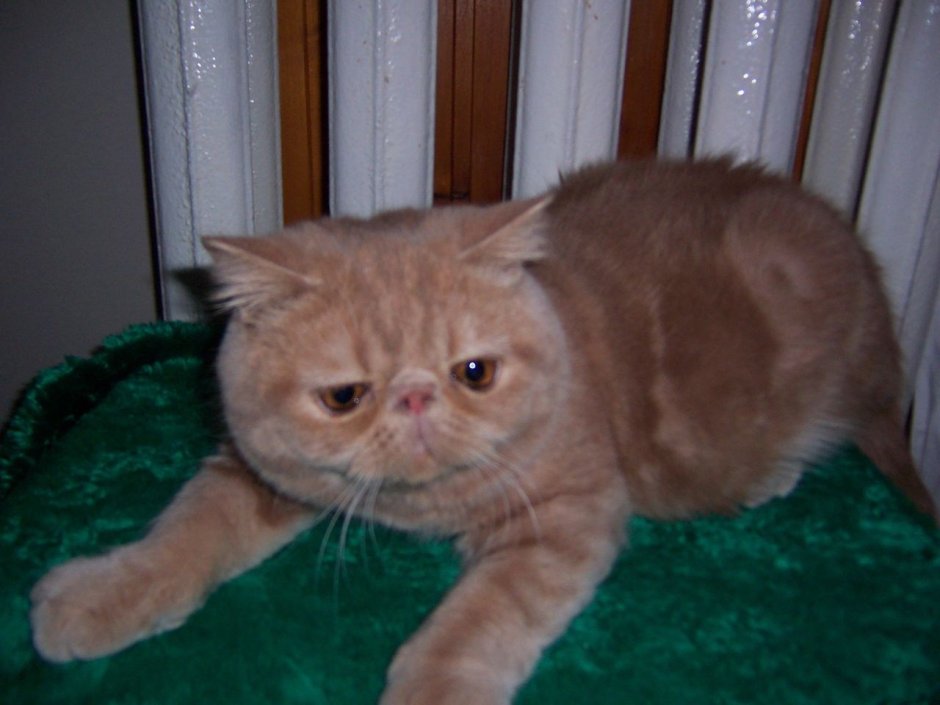 Метис британской кошки