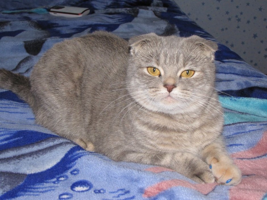 Шотландская вислоухая кошка метис