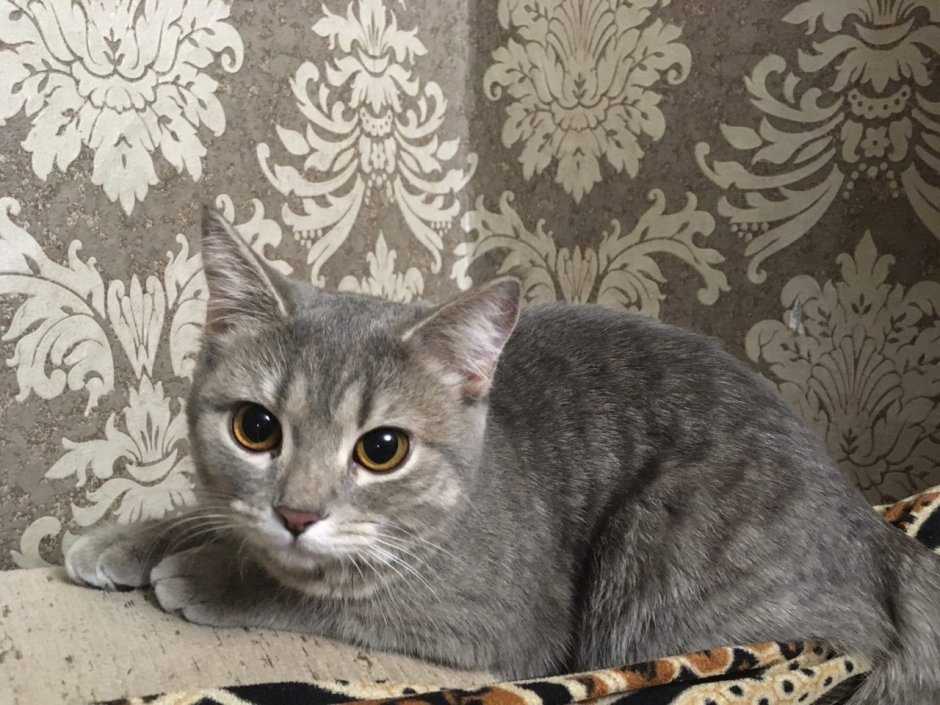 Вислоухий кот метис