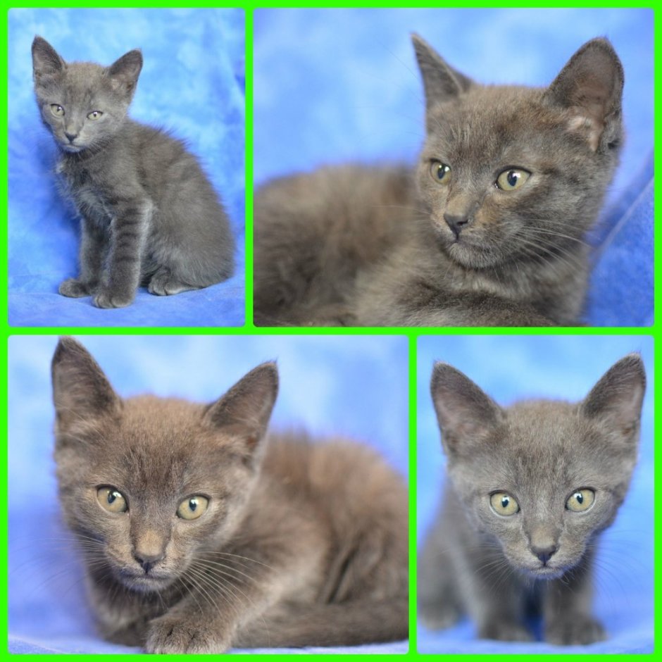 Шотландский прямоухий кот метис