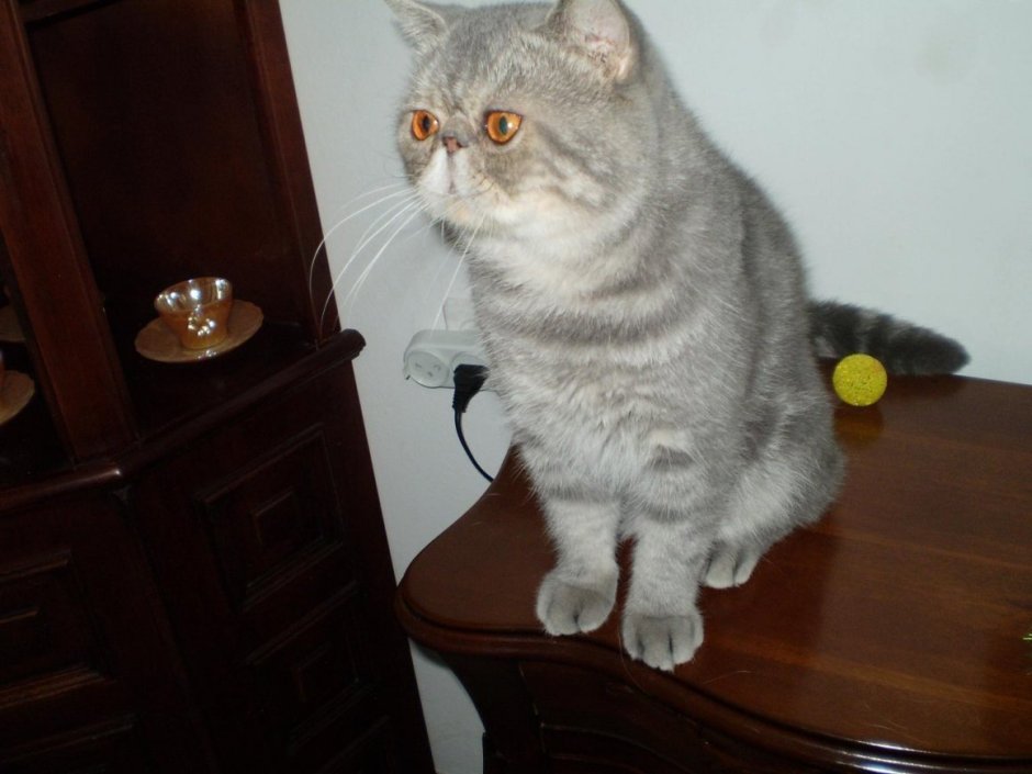 Британские вислоухие котята вискас