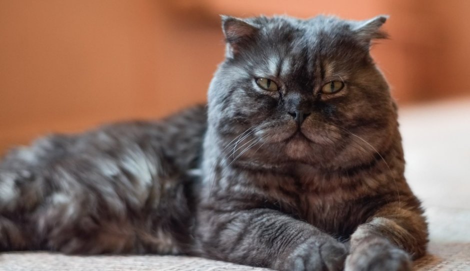 Помесь Британки и шотландца