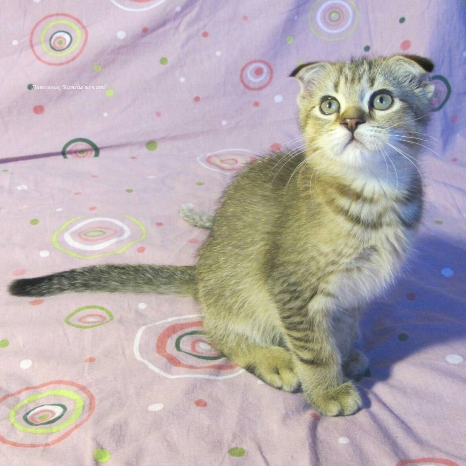 Смесь шотландца и обычной