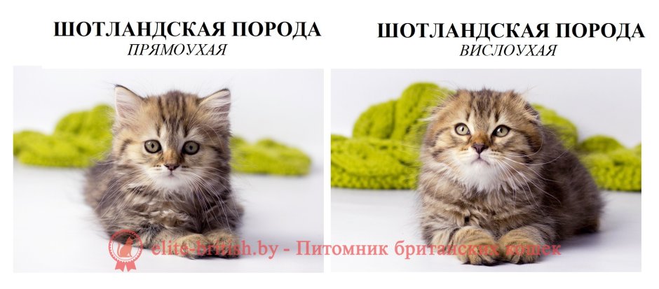 Шотландская вислоухая кошка метис