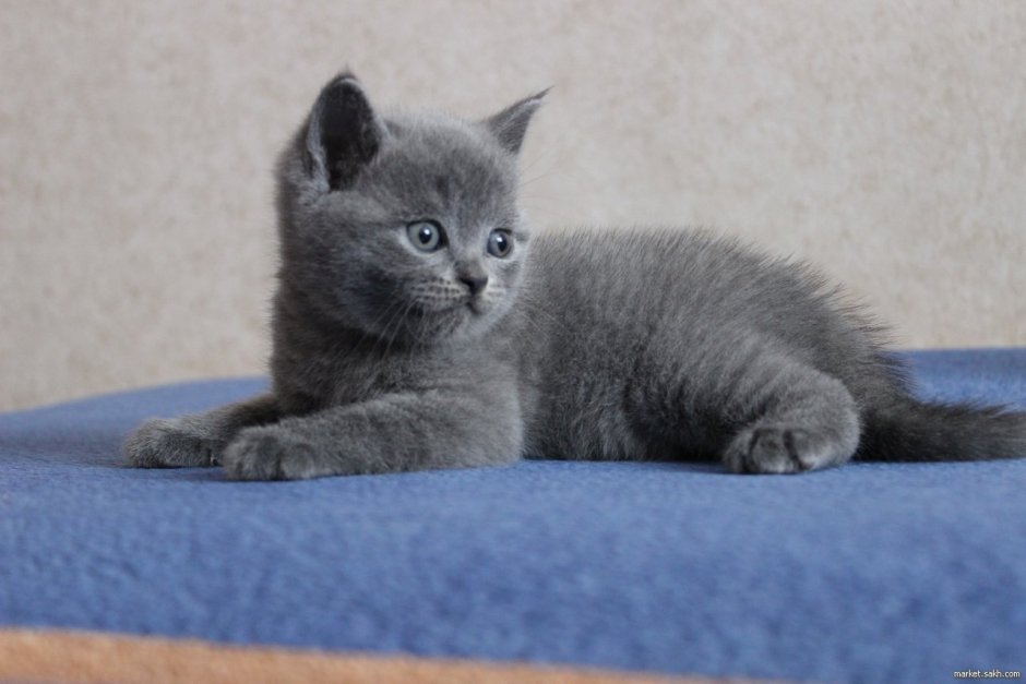 Скоттиш фолд полосатый