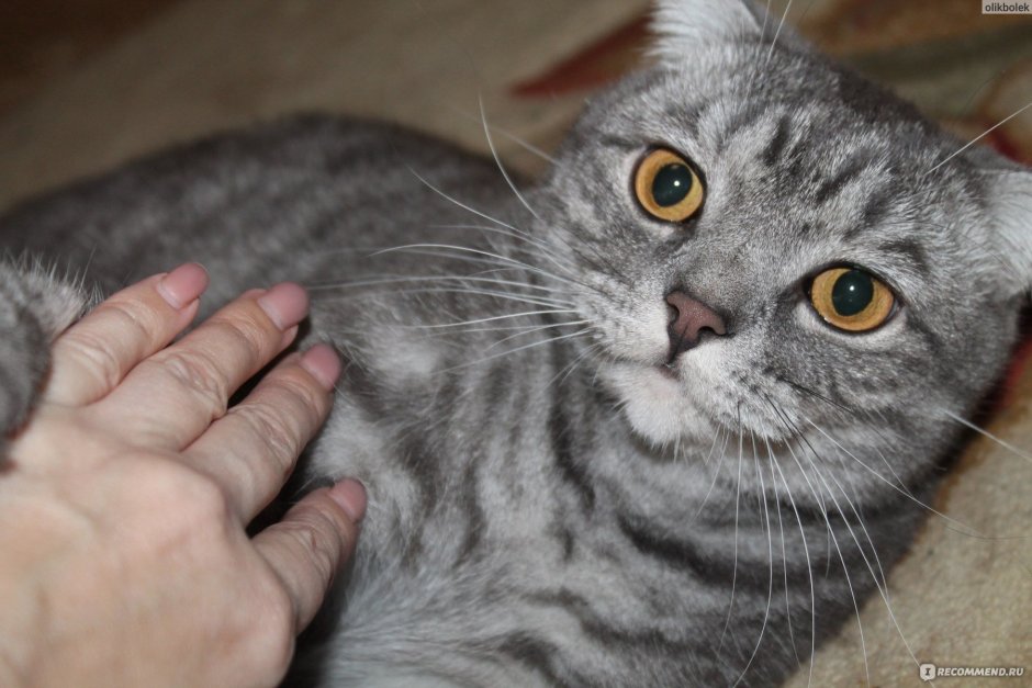 Скоттиш фолд голубой