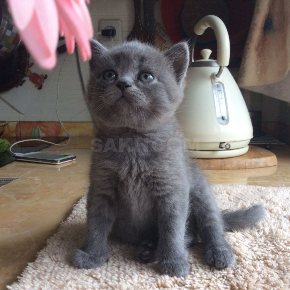 Смесь шотландца и британца котята