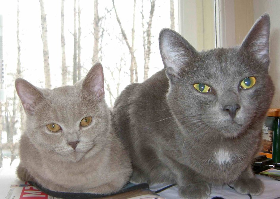 Кот шотландец метис